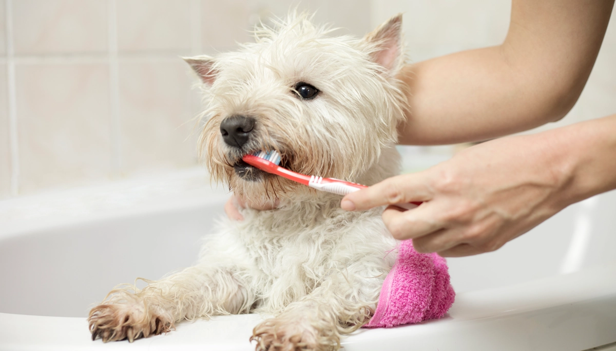 person-brushing-dogs-teeth-1200x683.webp