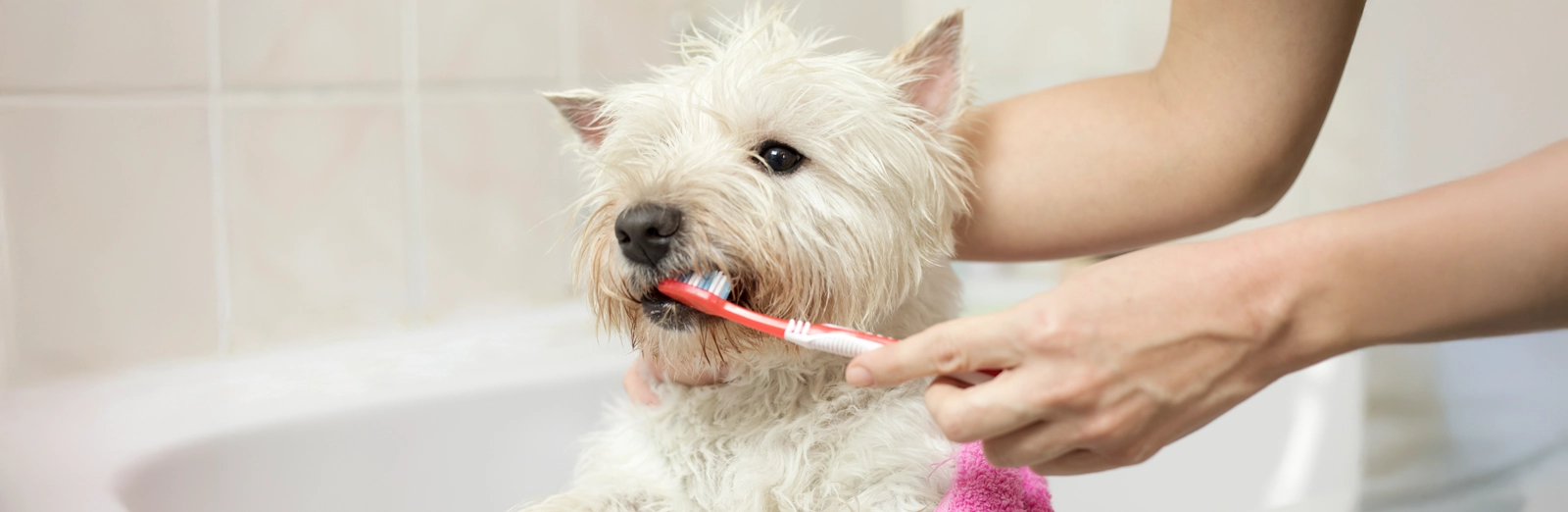person-brushing-dogs-teeth-1600x522.webp
