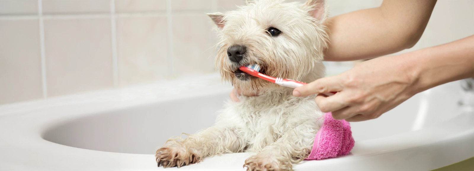 person-brushing-dogs-teeth-1600x578.webp